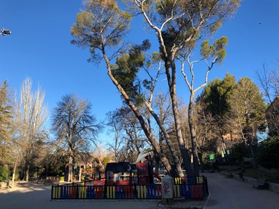 Evitar riesgos de caída de ramas o de los propios árboles en el Parque de Santa Ana, objetivo de la actuación de poda que se está ejecutando